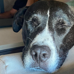 Guille Sánchez Escuder