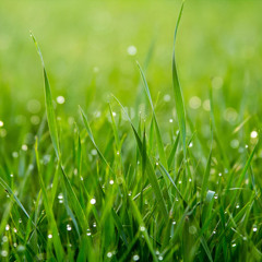 grassenjoyer
