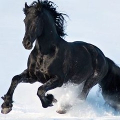 horse and lover