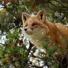 🍃🐾🦊Sam🦊🐾🍃