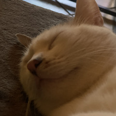 Obiknobi