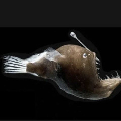 Smexta / Смекста ☺️