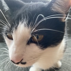 rubi