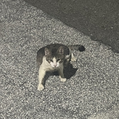정상수요일요일