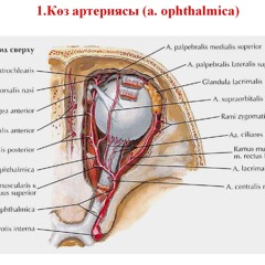Openhaimer