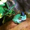 liquid_frog