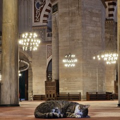 حلا
