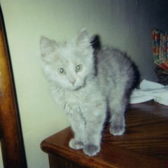 eddi