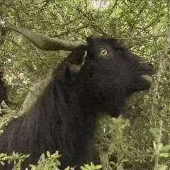 strange beast