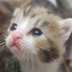 BABY ANGEL