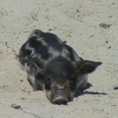 Sun Pig
