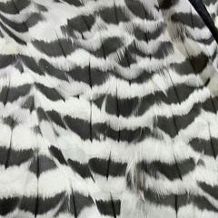 نوف