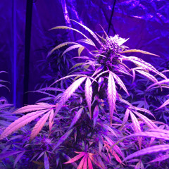 druffvmax.420
