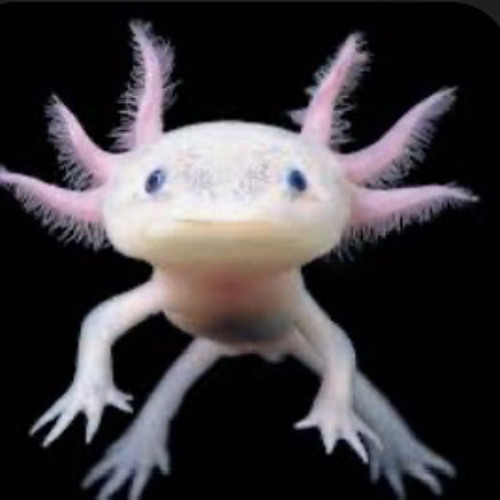 Axolotl lord’s avatar