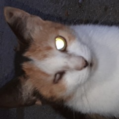 Los Titanes de la Salsa - El amor