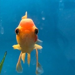 fish11