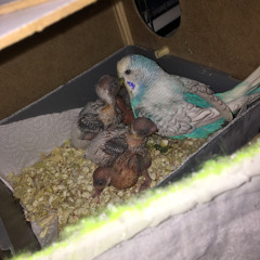 Azer bülbül- Zoruna Mi Gitti