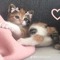 melody