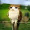 TheBayHarborMeowl