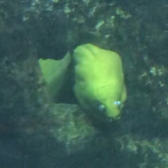 Spookyleaf