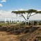 Ethio love