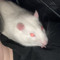 rat_haver
