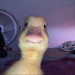 Carla Smærup Palshøj