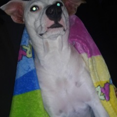 kenay