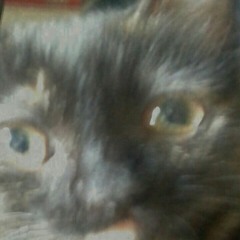 this one guy with a cat pfp