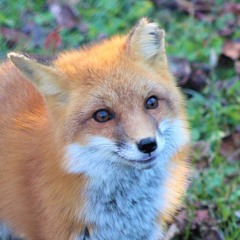i like foxes