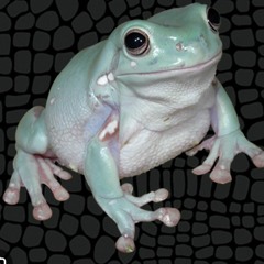 Southern Frogs