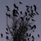Corvid
