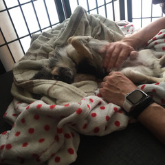 Irene Papaverina Turatto