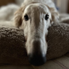 SkibityTuahTron-9000