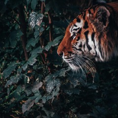 The Bengal Tiger 001