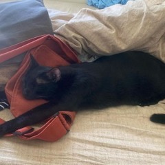 比陳