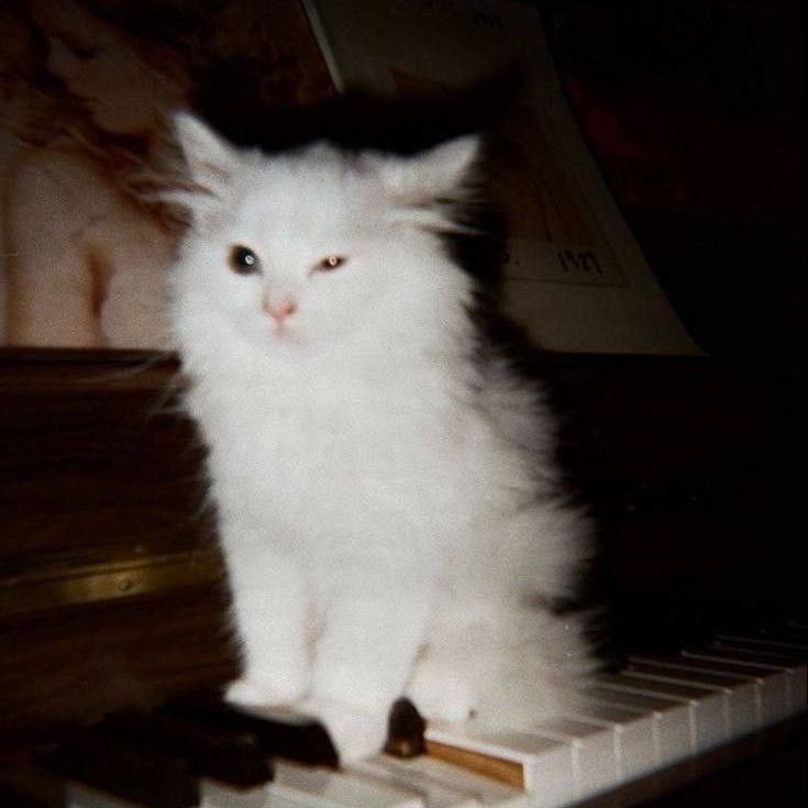 Sumakotik