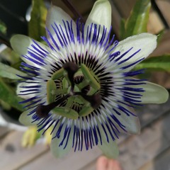 Tesa