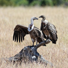 iForever persevering🐊