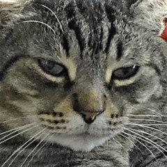 😼