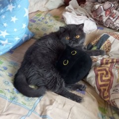 zzaza