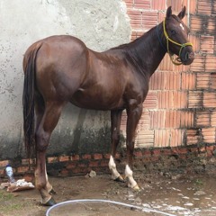 vaqueiro