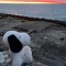 ☆°•SNOOPY•°☆