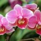 Orchid