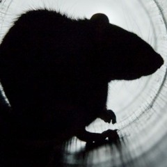 Rat Beats Records