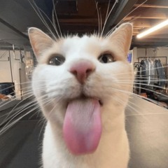 Stevethefatcat87