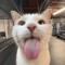 Stevethefatcat87