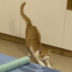 lynek