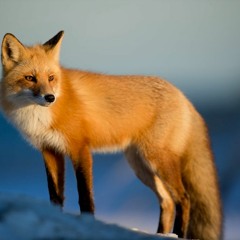 Lone wolf