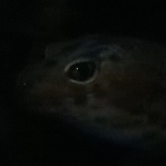 Tom Mellor (DJ/Producer)